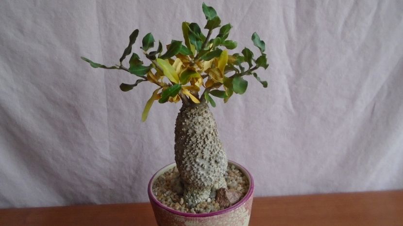 Fockea edulis - Caudiciforme - pachycaule si bulboase 2021