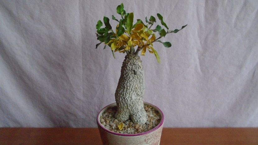 Fockea edulis - Caudiciforme - pachycaule si bulboase 2021