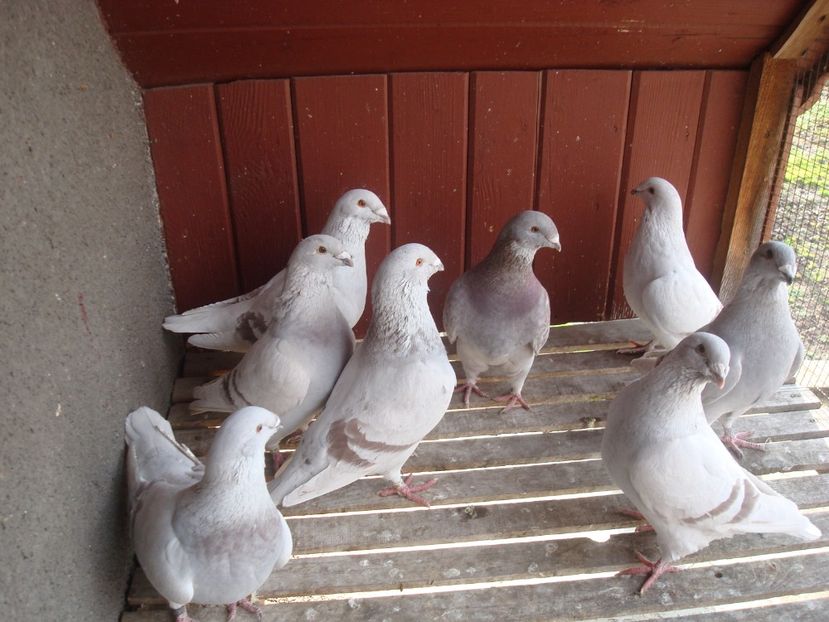 Vanduti la Sibiu - Porumbei Standard - Vanduti