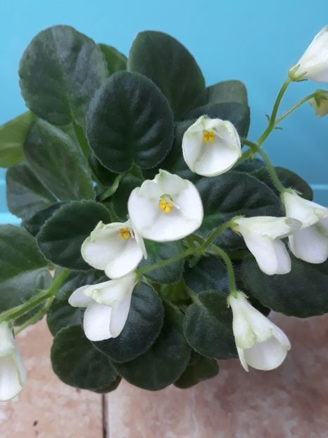  - Mac s Callow Carillion