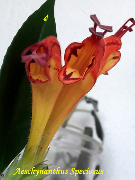 Aeschynanthus Speciosus(19-12-2021) - 2021