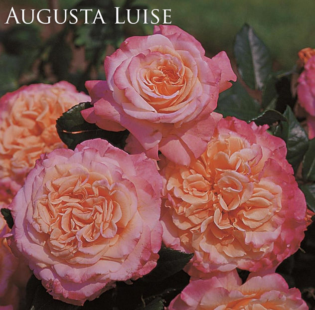 Augusta Luise (tufa) - Album 2