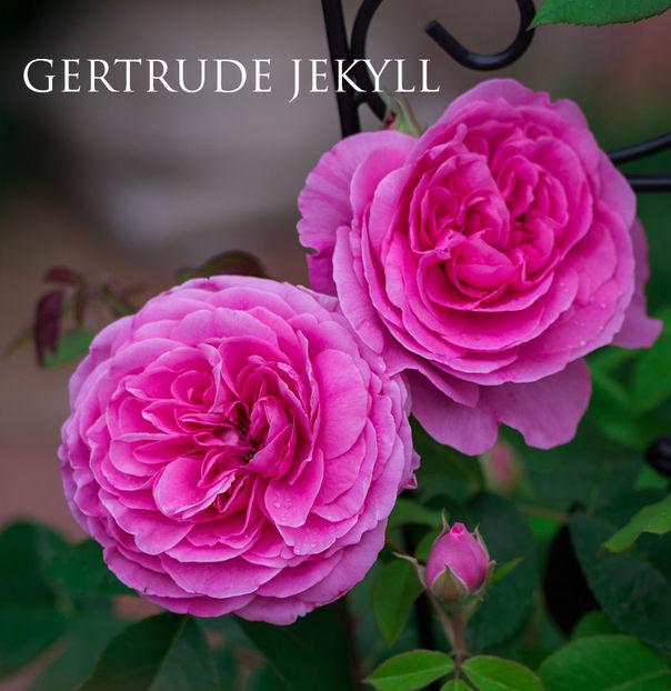 Gertrude Jekyll (urcator) - Album 2