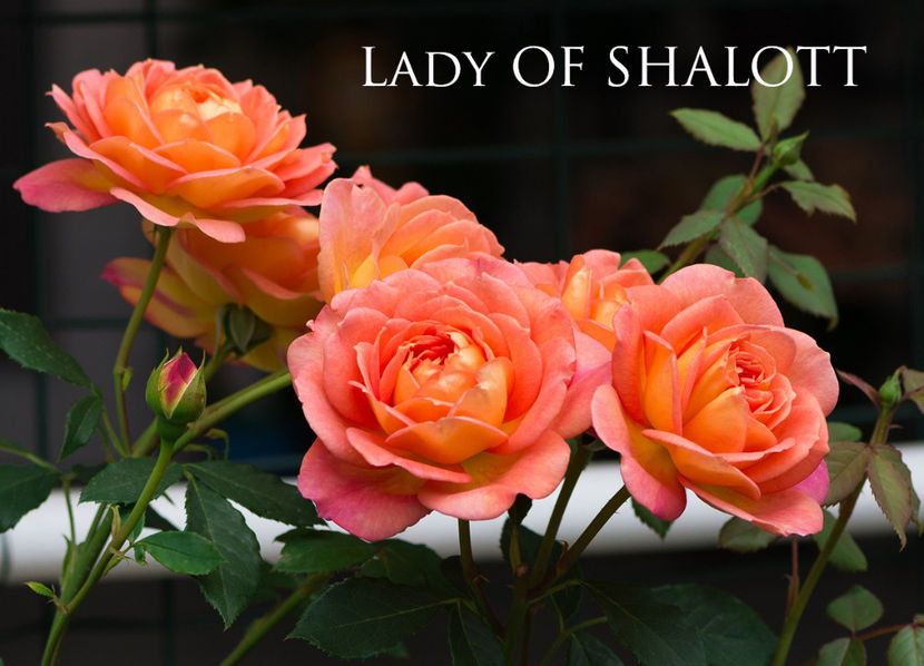 Lady of Shalot (Tufa) - Album 2019