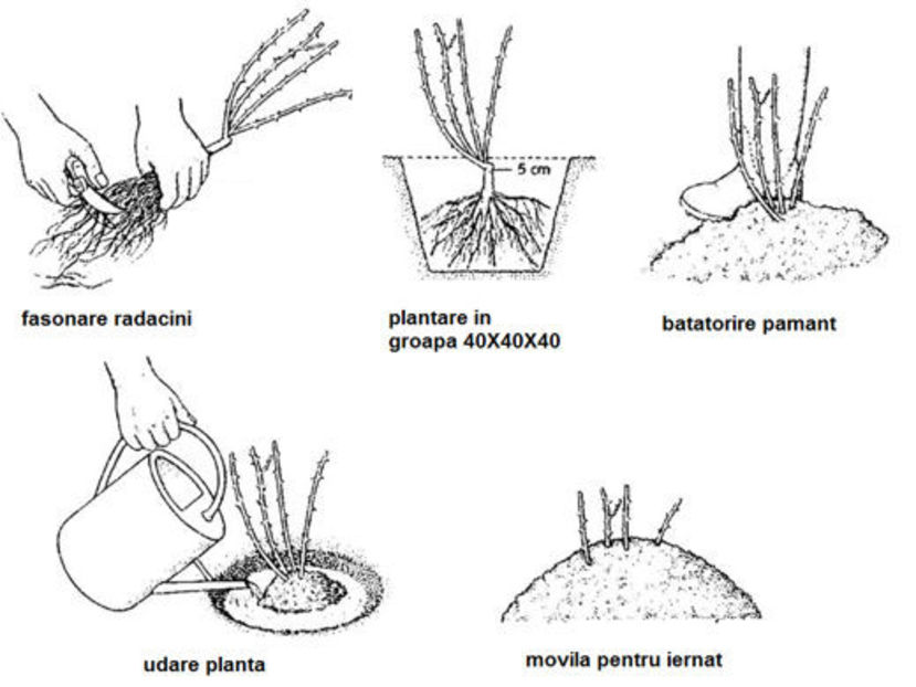 plantare_trandafiri - Toamna 2025