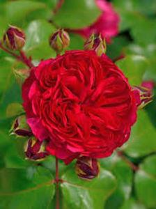Red Leonardo Da Vinci - Album