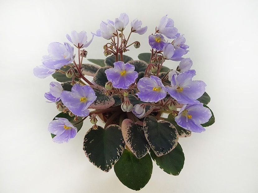 Н-Голубое Солнышко - N-Goluboe Solnishko