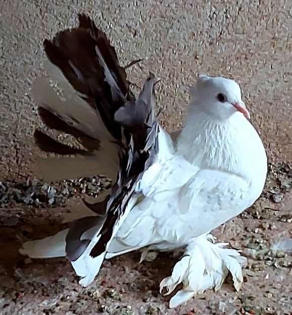  - Voltati indieni matca 2022