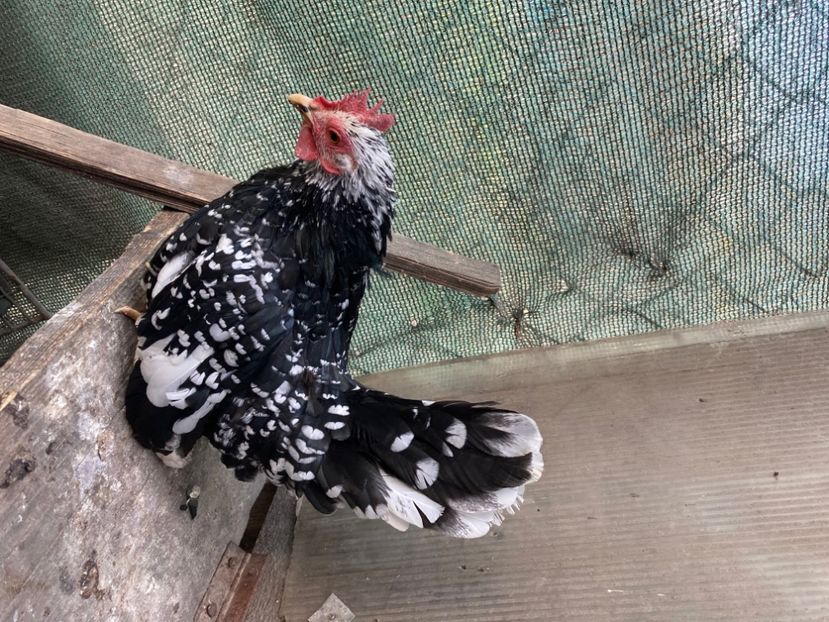 CC54B2BF-8051-4CA3-9D6B-5AF321D5AC39 - Păsări de frumusețe Chabo Bobat și Chabo Negru de Vânzare 2022