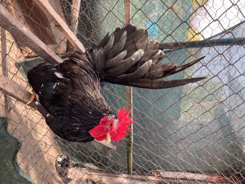 6BA4B6CA-6A28-4198-9698-EA5A8F690322 - Păsări de frumusețe Chabo Bobat și Chabo Negru de Vânzare 2022