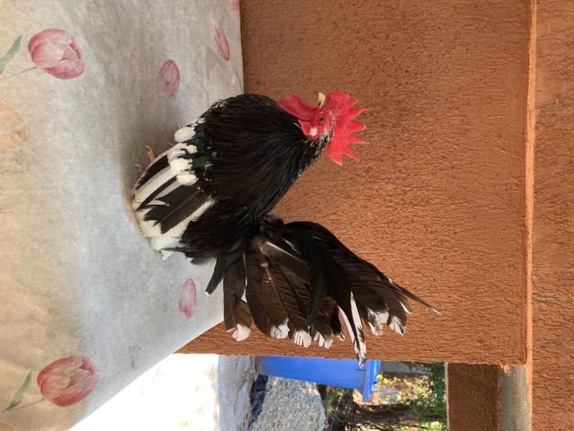 A793FCA0-02B6-408D-BCB1-C95F7FA1096F - Păsări de frumusețe Chabo Bobat și Chabo Negru de Vânzare 2022