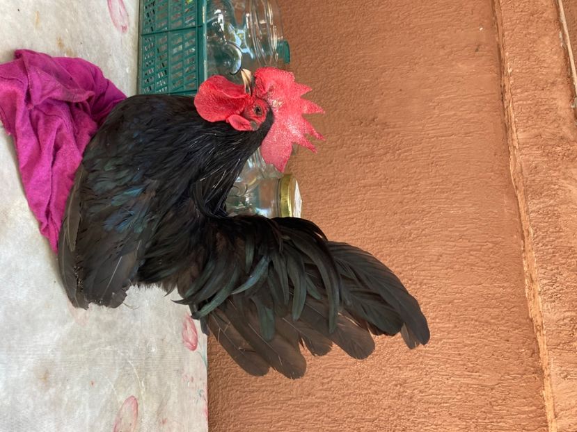 D1F86C44-296B-4B1F-A1C2-D055E095645E - Păsări de frumusețe Chabo Bobat și Chabo Negru de Vânzare 2022