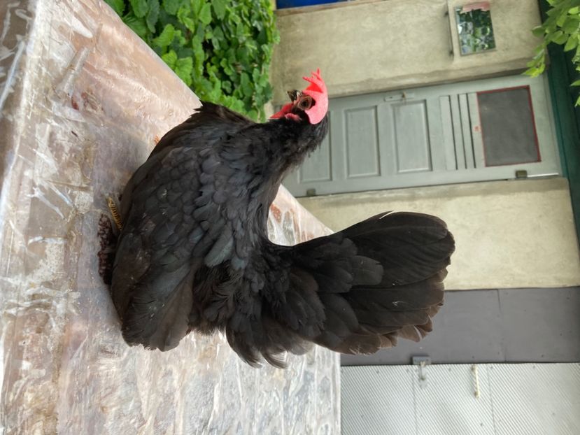 2666CAA0-8AA6-46EB-A3C2-BE461B88BD87 - Păsări de frumusețe Chabo Bobat și Chabo Negru de Vânzare 2022