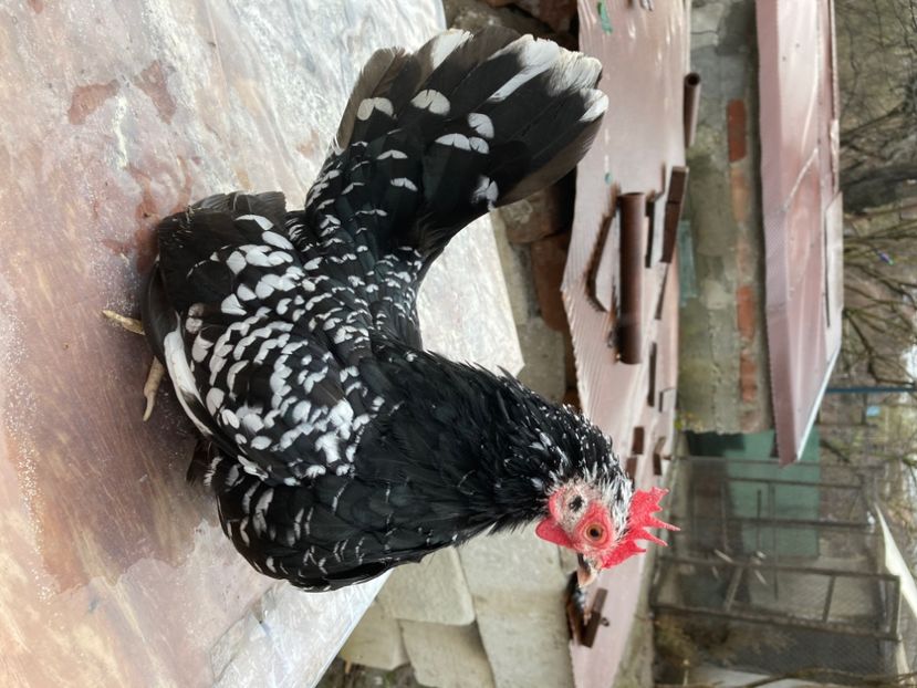 E5F67B23-EA8B-413B-956A-A3213A5D3A0C - Păsări de frumusețe Chabo Bobat și Chabo Negru de Vânzare 2022