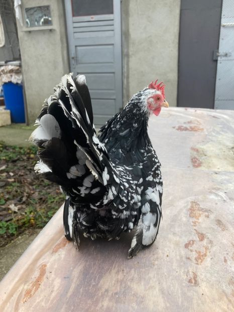 C14ABD90-E40D-43BE-AD88-1DDD61606B67 - Păsări de frumusețe Chabo Bobat și Chabo Negru de Vânzare 2022