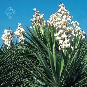 YUCCA-Aloifolia2 - YUCCA FILAMENTOSA de gradina