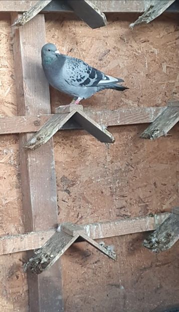 Epuran Mihai pigeon - 2021