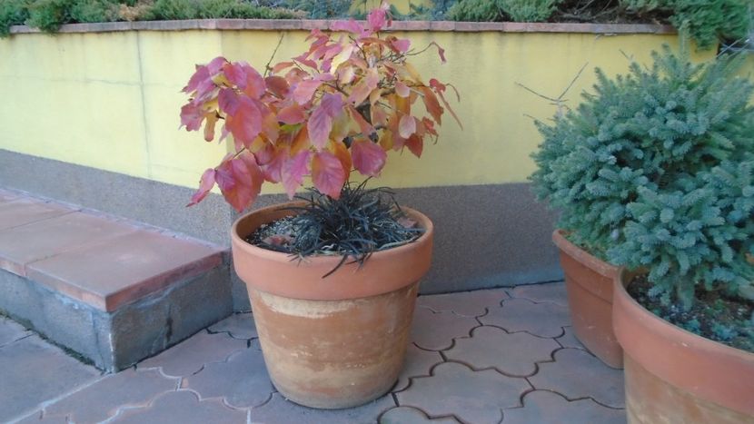Arbore magic persan (Parrotia persica) - Toamna 2020-2021-2022-2023