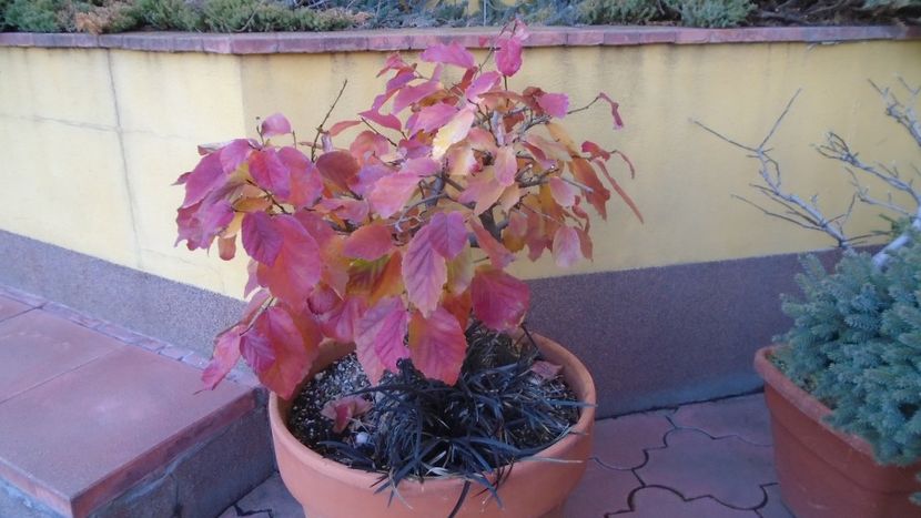 Arbore magic persan (Parrotia persica) - Toamna 2020-2021-2022-2023