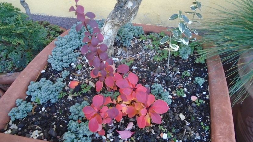 Dracila rosie (Berberis thunbergii ”Golden Ring”) - Toamna 2020-2021-2022-2023
