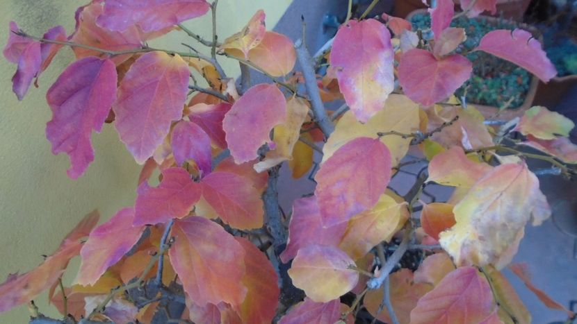 Arbore magic persan (Parrotia persica) - Toamna 2020-2021-2022-2023