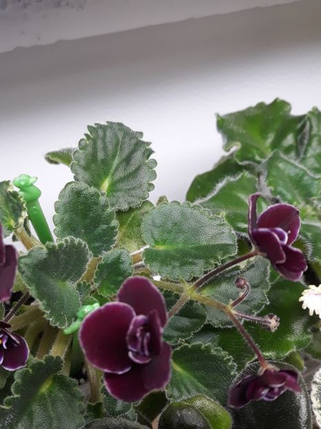  - Mac s Glacial Grape