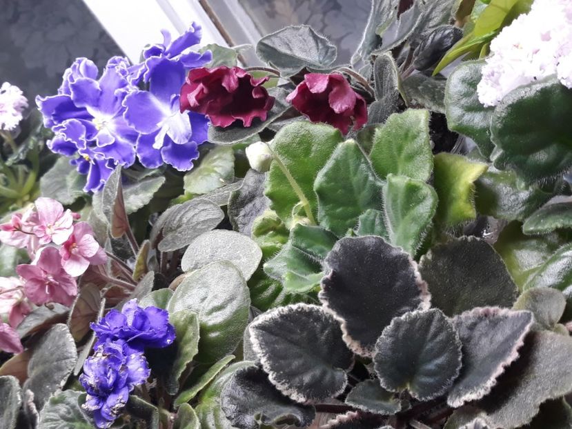 - 1 1 Violete Africane de Colecție