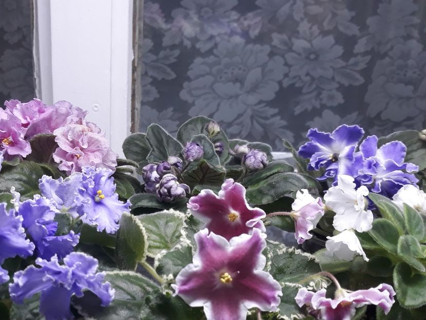  - 1 1 Violete Africane de Colecție