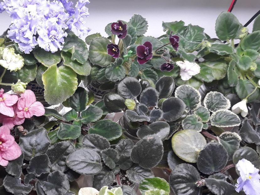  - 1 1 Violete Africane de Colecție