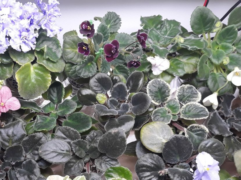  - 1 1 Violete Africane de Colecție