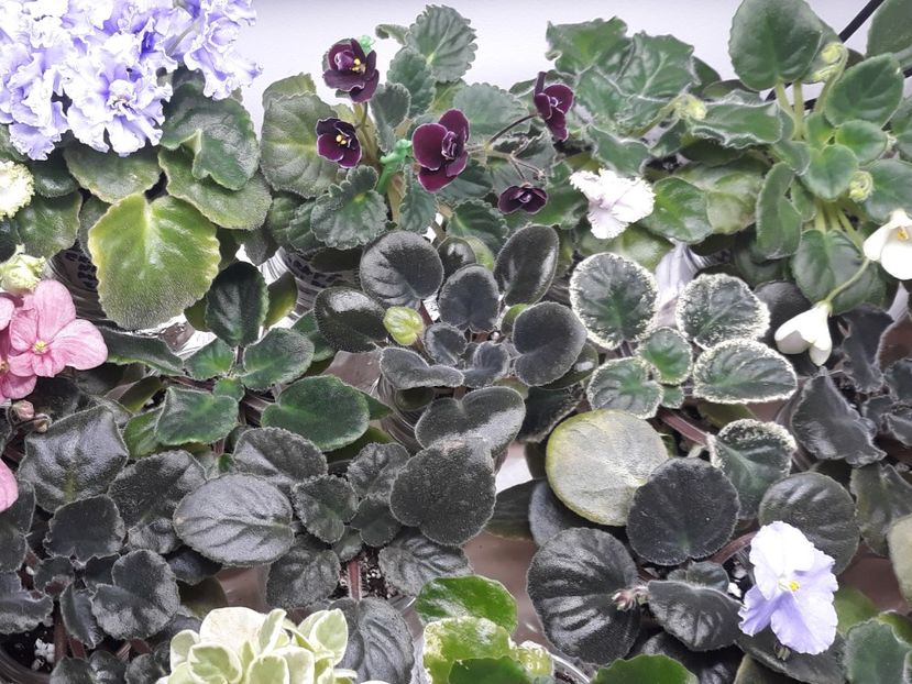  - 1 1 Violete Africane de Colecție