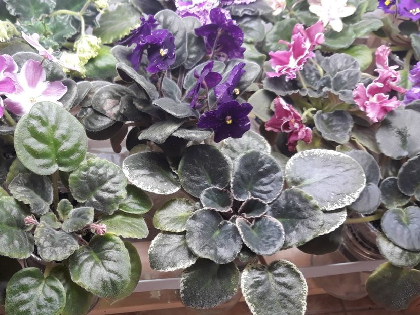  - 1 1 Violete Africane de Colecție