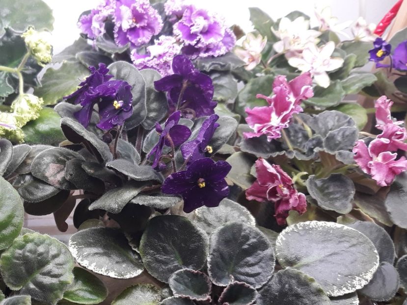  - 1 1 Violete Africane de Colecție