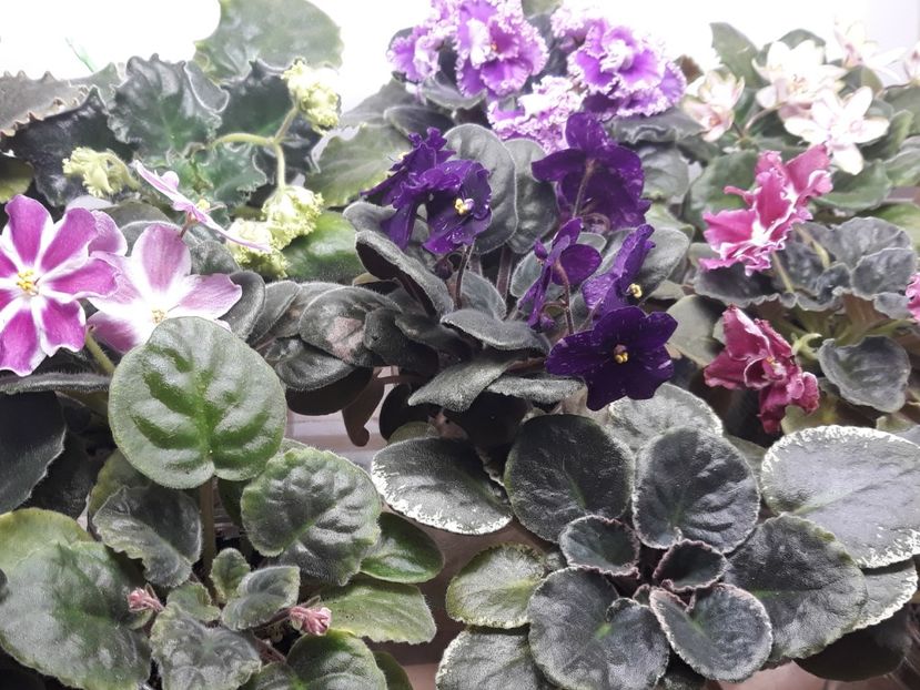  - 1 1 Violete Africane de Colecție