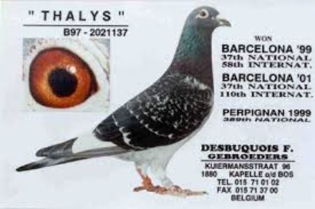 Străbunicul mamei lui DIKKE BLAUWE - DIKKE BLAUWE - NORBERT PEETERS the line Roger Barcelona 1 nat Barcelona 2006