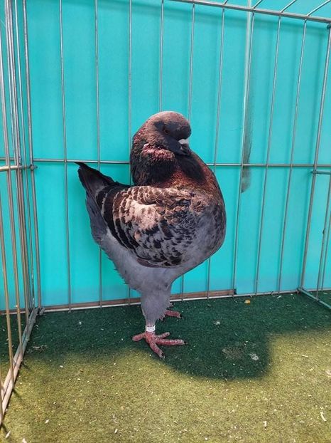 received_1280247045822235 - KINGI PUI 2021