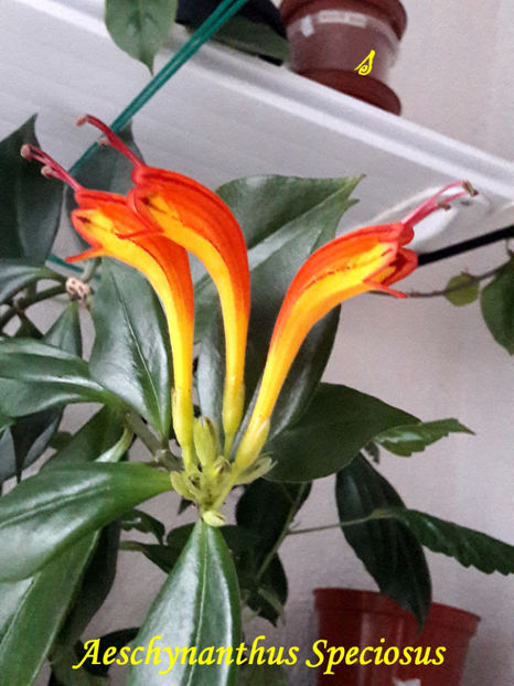 Aeschynanthus Speciosus(20-12-2021) - 2021