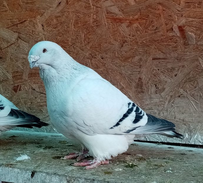 Mascul 2018 - Masculi azuri 2021