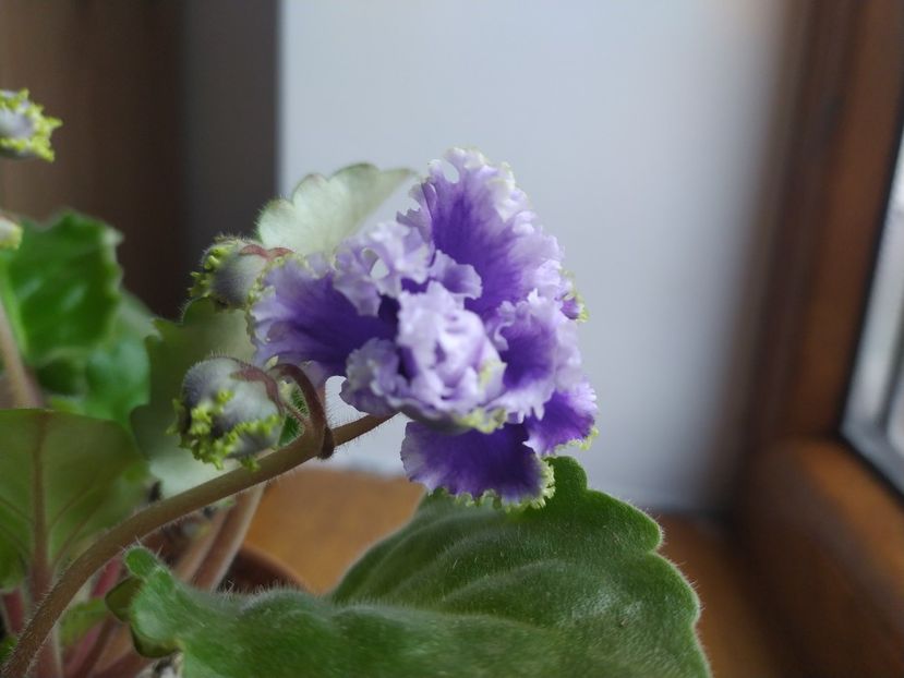 20 decembrie 2021 - Petticoat Promenade sp