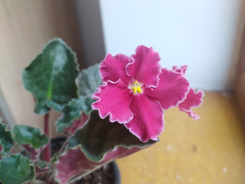 20 decembrie 2021 - ZZZ____Emergency