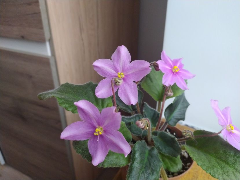 20 decembrie 2021 - Zzz_BOB s Omega