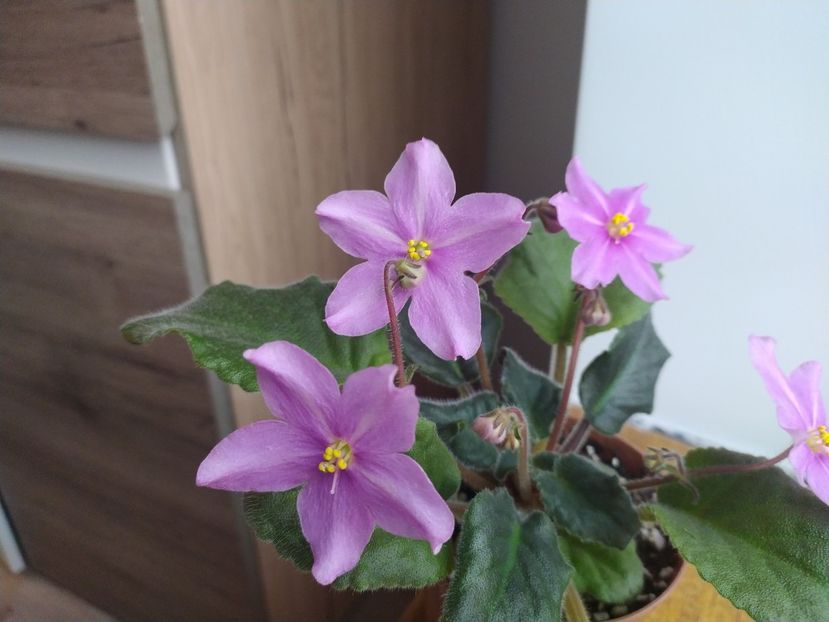 20 decembrie 2021 - Zzz_BOB s Omega