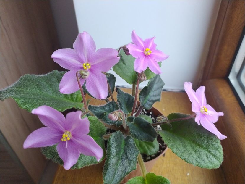 20 decembrie 2021 - Zzz_BOB s Omega