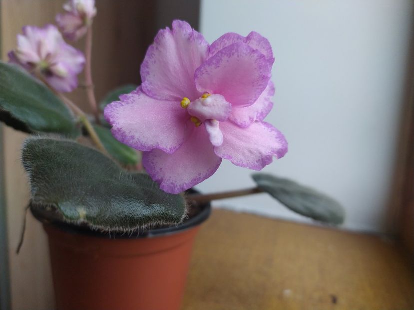 20 decembrie 2021 - Strawberry Wave