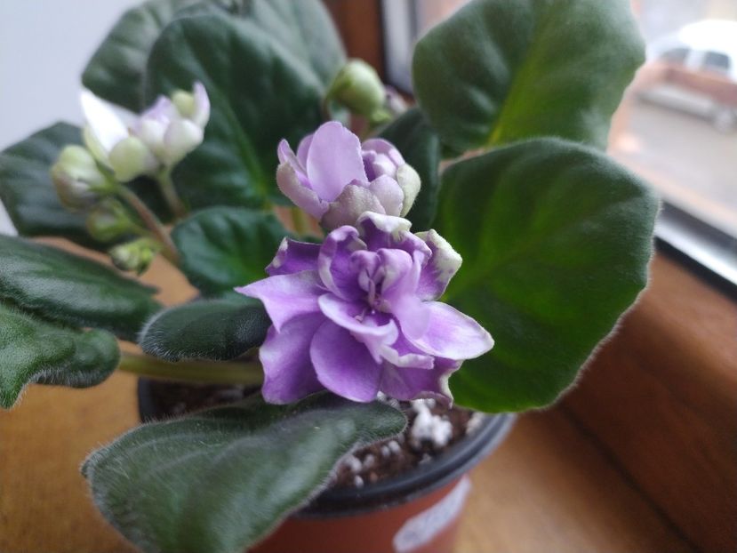 20 decembrie 2021 - ZZZ_TV Dikaya Sliva sau Wild Plum