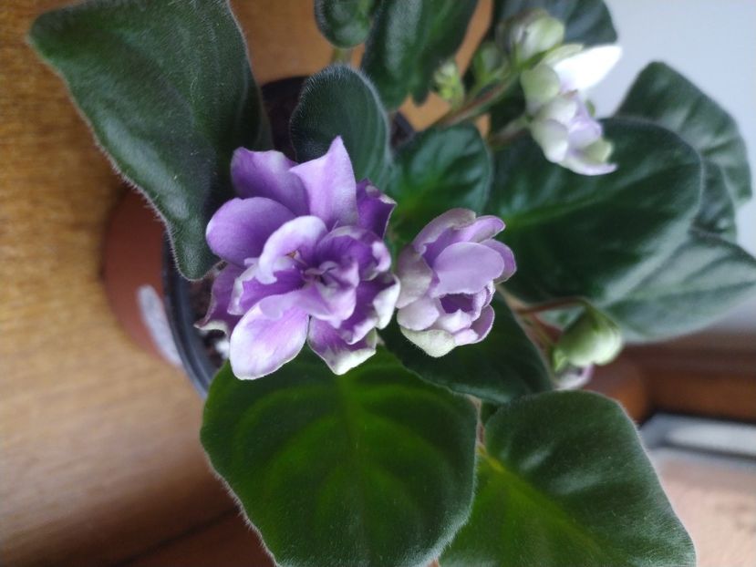 20 decembrie 2021 - ZZZ_TV Dikaya Sliva sau Wild Plum