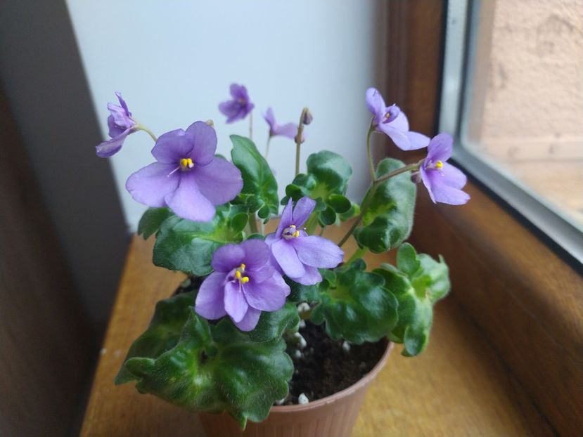 20 decembrie 2021 - ZZZ____Ramblin Lassie out