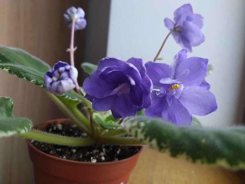 20 decembrie 2021 - ZZZ___Mas Taffy Swirl