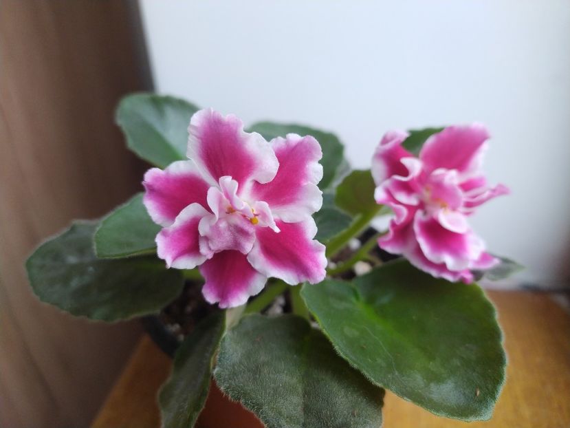 20 decembrie 2021 - Moroznaia Vishnia