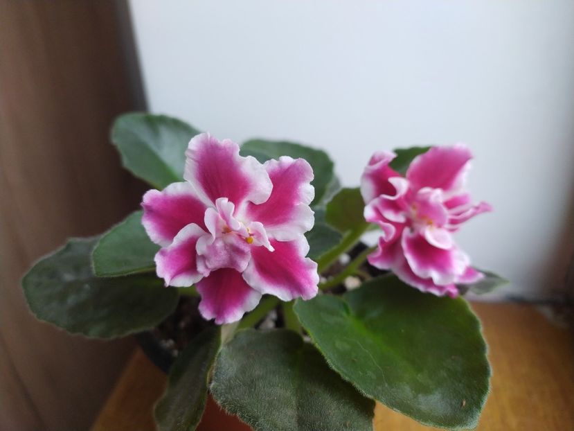 20 decembrie 2021 - Moroznaia Vishnia